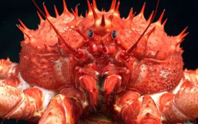 Mar profundo de Trindade e Tobago revela ecossistemas inéditos