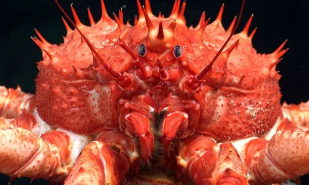 Mar profundo de Trinidad e Tobago revela ecossistemas inéditos