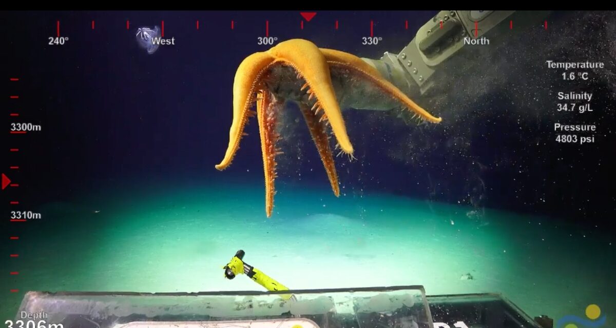 Cânions de Ningaloo revelam a biodiversidade do oceano profundo na Austrália, vídeo