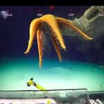 Cânions de Ningaloo revelam a biodiversidade do oceano profundo na Austrália, vídeo