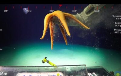 Cânions de Ningaloo revelam a biodiversidade do oceano profundo na Austrália, vídeo