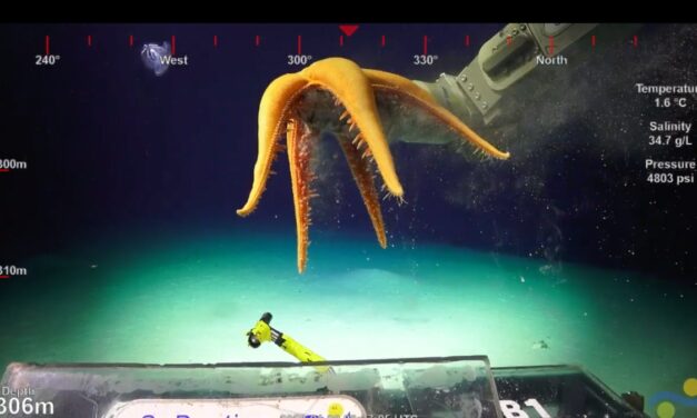 Cânions de Ningaloo revelam a biodiversidade do oceano profundo na Austrália, vídeo