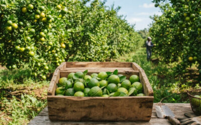 Limão-taiti fica 226% mais caro e pode ter alívio nos preços em novembro