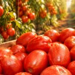 Preço do tomate sobe 61,4%, saiba os demais produtos que subiram em São Paulo
