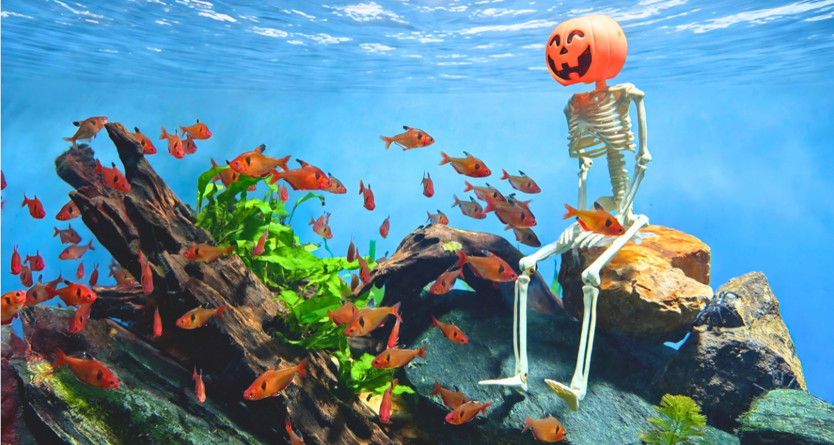 Halloween no aquário: polvo, lontras e capivaras enfrentam desafios em SC