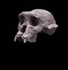 Crânio de Sahelanthropus tchadensis