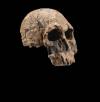Crânio de homo rudolfensis