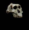 Crânio do Paranthropus boisei