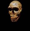 Crânio de Neandertal