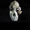 Crânio de Australopithecus anamensis